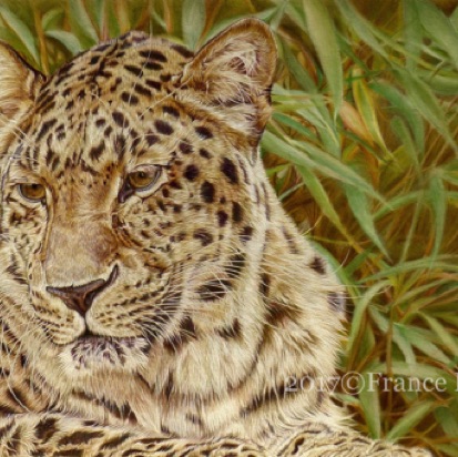 Anatolian Leopard Portrait - 67 hours
Sand Pastelmat Board
13" x 19"
Ref: My own photo